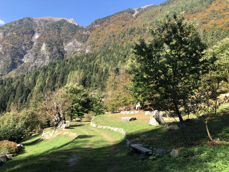 Vegetazione lago di Garda 