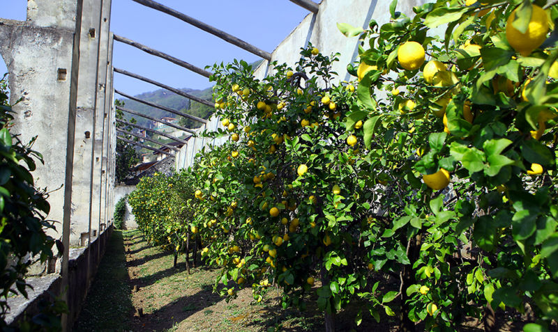 Limonaia Riviera dei Limoni 