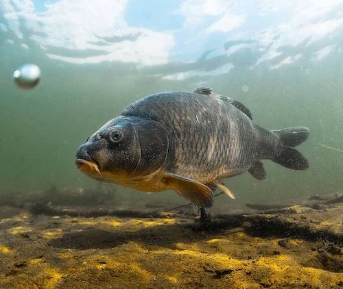 Scopriamo insieme la fauna del lago di Garda! thumb