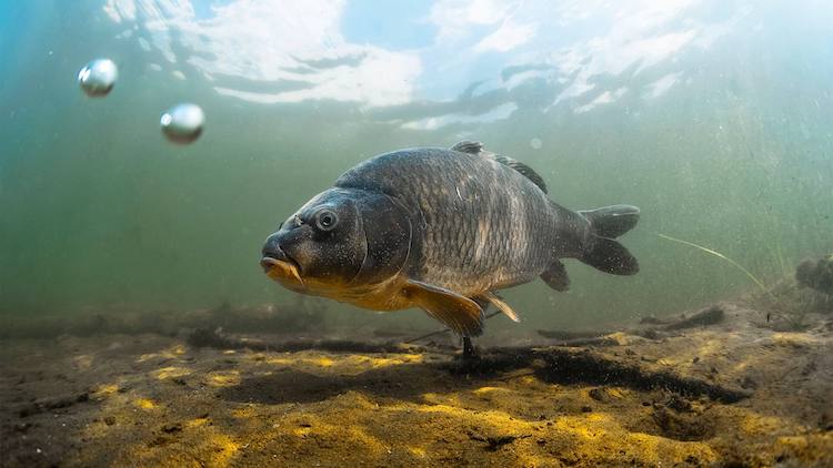 Scopriamo insieme la fauna del lago di Garda! thumb