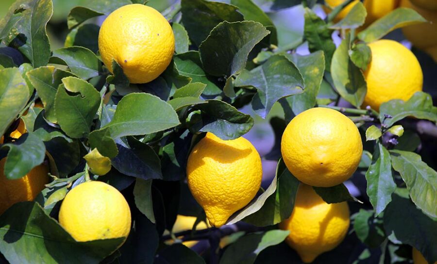 Tantissime varietà di flora, grazie ad un microclima speciale thumb