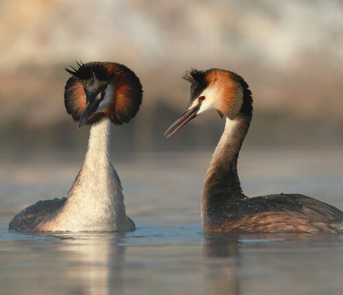 Gli uccelli acquatici più diffusi sul Garda thumb