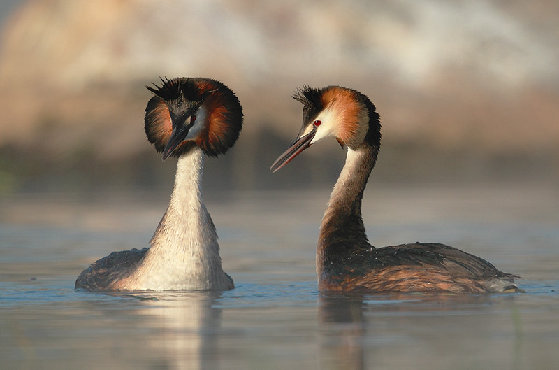 Gli uccelli acquatici più diffusi sul Garda thumb
